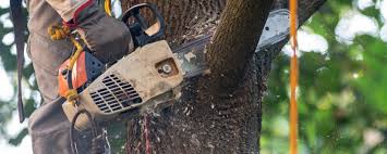 Best Storm Damage Tree Cleanup  in Saukville, WI