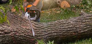 Best Tree Planting  in Saukville, WI