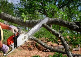 Best Tree Maintenance Programs  in Saukville, WI