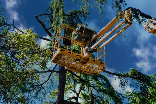 Best Tree Removal  in Saukville, WI