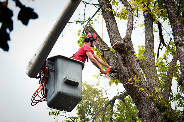 Best Tree and Shrub Care  in Saukville, WI