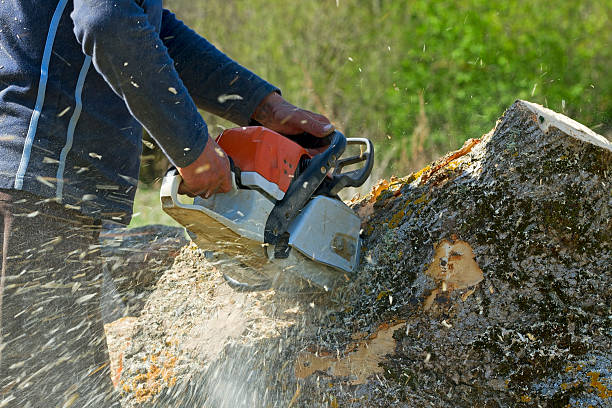 Saukville, WI Tree Services Company