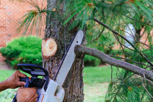 Best Tree Risk Assessment  in Saukville, WI