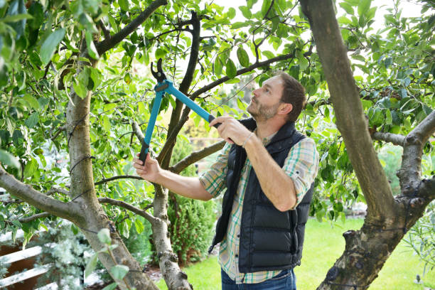Best Pest Control for Lawns  in Saukville, WI
